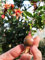 Zwerg Granatapfel - 20 Samen