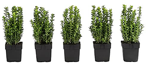 Dehner Gewöhnlicher Buchs, für 1 Meter Hecke, ca. 30 cm, 5 x 2 l Topf, Heckenpflanze