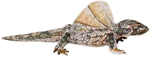 PIA Stofftier Flugechse 64 cm, Stofftiere Plüschtier Kuscheltiere Echsen Leguan Agame