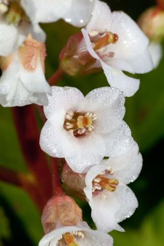 Bergenia stracheyi 'Brahms' ca. 11x11 cm Topf - Bergenie, rosa Blüten, Blütezeit April-Mai, ideal für Steingärten, winterhart, pflegeleicht