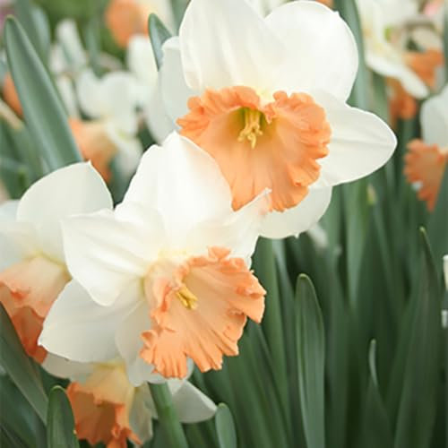 Narciso Fiore Bulbi Bulbi Di Narciso Una Volta Trattati, Puoi Piantarli In Casa In Vasi Da 6 Pollici E Goderti Il ​​Loro Dolce Profumo Quest'Inverno! Grandi Lampadine Sane, 10bulbi