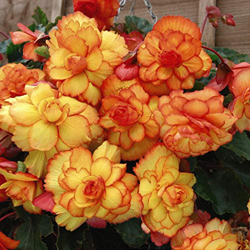 Begonia Tubers Summer Flowering Cascading Fireball Garden Flower Plant Orange Blooms Half-Hardy Tuber Corms Flowering Garden Plants Easy to Grow Your Own 20x Tubers by Thompson and Morgan