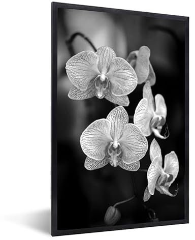 MuchoWow Poster encadré Orchidée - noir et blanc Tableau deco avec cadre 80x120 cm affiche decoration murale