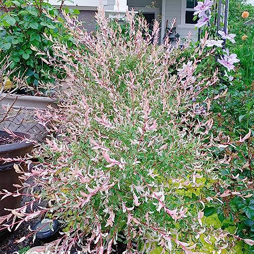 10 pcs samen harlekinweide winterhart busch winterharte kübelpflanzen baumsamen harlekin weide klein, zimmerpflanze wanddeko pflanzen pflanzensamen zimmerbonsai bonsai hochbeete