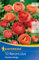 Kiepenkerl Ranunkeln Picotee Orange - Farbenfrohe Blumenzwiebeln, Ideal als Schnittblume, Lebendige Gartenakzente, Frühjahrsblumenzwiebeln