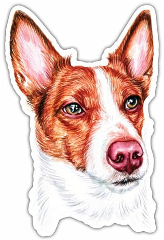 Samunshi® Podengo Português Aufkleber Car Decal Sticker für Mofa Fahrrad Roller oder Auto Sticker Fahrrad Mtb Mountainbike Rennrad Hund Dog Dogo 15cm Podengo Português