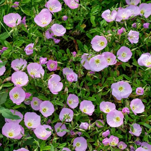800 pcs nachtkerze pflanze samen hochbeete für garten，bodendecker samen winterhart bonsai topf，garten pflanzen zimmerpflanzen samen garten geschenk，topfpflanzen blumenwiese samen，pflanzen
