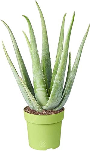 Pianta Medicinale Aloe Vera | Pianta Terapeutica da Ufficio