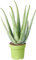Pianta Medicinale Aloe Vera | Pianta Terapeutica da Ufficio