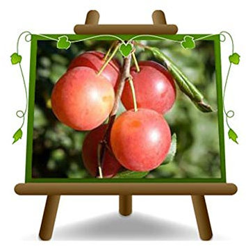 EURO PLANTS VIVAI Susino Mirabolano (Rusticano) - Pianta da Frutto Vaso ø 24/26 cm - Altezza 160~180 cm - Età 4 Anni