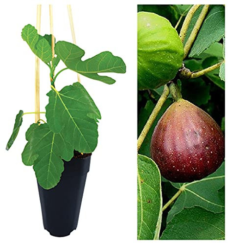 Ficus Carica Brown Turkey - Fig Tree in a 2Litre Pot Ready to Plant