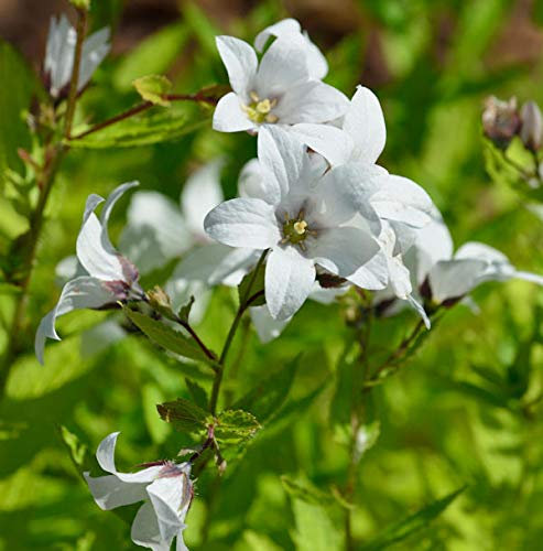 Doldenglockenblume Alba - Campanula lactiflora - lebende Gartenpflanze aus den Baumschulen