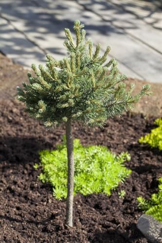 Pinus mugo 'Mini Mops' 30 cm Stammhöhe – Winterhart, Immergrün, Pflegeleicht – Zwerg-Kiefer – Solitärgehölz für Steingarten & Kübel