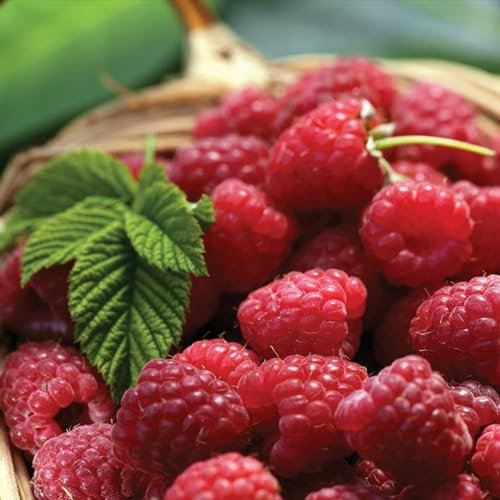 Carbeth Plants - 10 x Raspberry Polka Bare Root Canes - Grow Your Own Fresh Raspberries - Bare Root Raspberry Runner - Fruit Plant