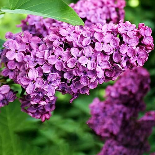 Luojuny Fliedersamen, 25 Stück/Beutel, Fliedersamen, ertragreiche lila Blüten, einfach zu kultivierende natürliche Flieder-Sämlinge für Bonsai Syringa vulgaris-Samen