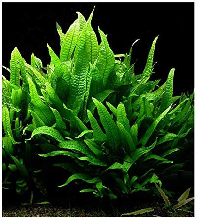 FMJ Fishes UK Java Fern Microsorum pteropus Live Aquarium Plants Narrow Leaf (10 Stems)