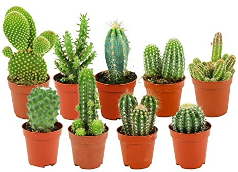 ZynesFlora Mini Kakteen im Set - 9 Stück im 5.5 cm Pflanztopf - Kleiner Kaktus Zimmerpflanze Sammlung - Höhe: 5-10 cm