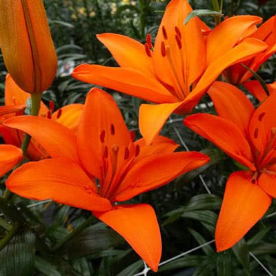 Asiatische orange Lilienzwiebeln zum Anpflanzen – atemberaubende orange Farbe als Ergänzung für den Garten oder im Container. Mehrjährige Pflanze (2 Zwiebeln)