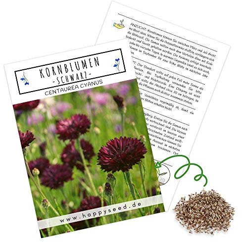 Kornblumen Samen (Centaurea cyanus) - Wunderschön leuchtende Blumen mit langer Blütezeit für eine bunte Blumenwiese (Schwarz, 1000 Korn, 80 cm)