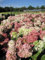 Hydrangea paniculata Diamant Rouge - Rispenhortensie Diamant Rouge - 40-60cm