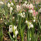 15 pcs Märzenbecher Zwiebeln Kaufen, blumen winterhart, bienenfreund Leucojum vernum, frühlingsblumen geschenke für gartenfreunde gartenblumen stauden winterhart mehrjährig deko wohnzimmer