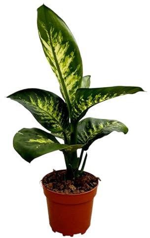 Dieffenbachia Tropic Snow, planta natural de 60-70 cm. La Dieffenbachia Tropic Snow es una planta tropical de hojas grandes con patrones verdes y crema, elegante y fácil de cuidar. Segura Garden.