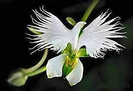 Aamish 100 Stück Reiher Blume Bonsai Pflanzen Weiße Taube Orchidee Blumensamen