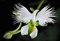 Aamish 100 Stück Reiher Blume Bonsai Pflanzen Weiße Taube Orchidee Blumensamen