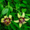 6 Pcs Lilien Zwiebeln Winterhart Mehrjährig - Blumen Pflanzen, Gartenblumen Lilien Pflanzen Knollen, Blühwiese Mehrjährig, Geschenk Garten Blumen Winterhart, Herbstpflanzen Winterhart