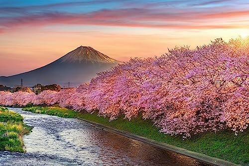adrium Quadro su tela 80 x 50 cm: fiori di ciliegio e montagna Fuji in primavera all'alba, Shizuoka in Giappone. (139283082)