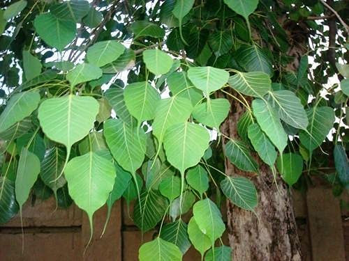 Aamish 50 Stück Ficus religiosa Pflanze