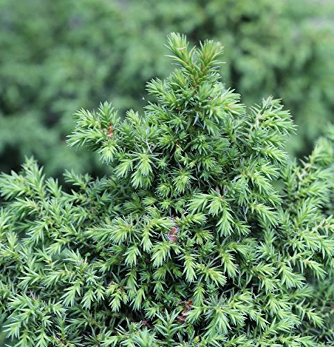 Sicheltanne Yokohama 25-30cm - Cryptomeria japonica