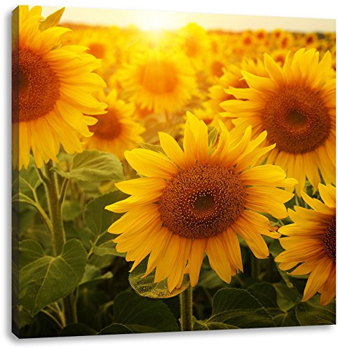 Pixxprint Sonnenblumen auf dem Feld, Größe: 40x40, Leinwandbild Quadratisch, Wandbild, Kunstdruck, fertig bespannt