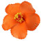 bopely 1 Stück Künstliche Hawaiianische Hibiskus Blüht Künstliche Blumen Für Hawaiianisch Tabletop Dekoration Party Favors Liefert