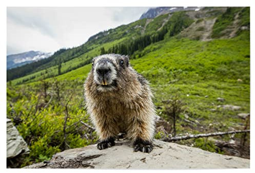 artboxONE Poster 120x80 cm Natur Murmeltier - Bild murmeltier marmota flaviventris murmeltier