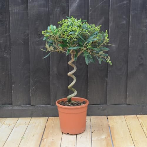 Olive Tree with Spiral Stem - Hardy Shrub - Grey Green Foliage - Low Maintenance Garden - Easy to Grow - Evergreen Plant - Ideal Doorway Display - Edible Fruit - 2X 20cm Pot by Thompson and Morgan