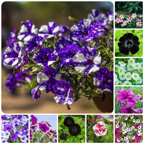 50 pcs petunien samen mehrjährig - winterfeste pflanzen für balkon petunie, gewächshaus balkon robuste balkonpflanzen winterhart bienenfreundliche blumensamen büropflanzen