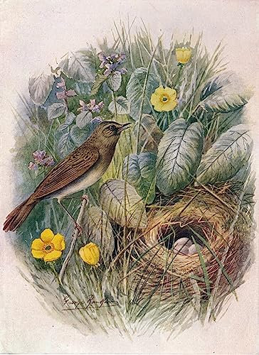 MSTECO Leinwand Wandbild Kunstdruck Leinwand Malerei Poster Berühmt Grashüpfer-Trällerer Locustella Naevia von George Rankin für Flurdekoration 60x90cm
