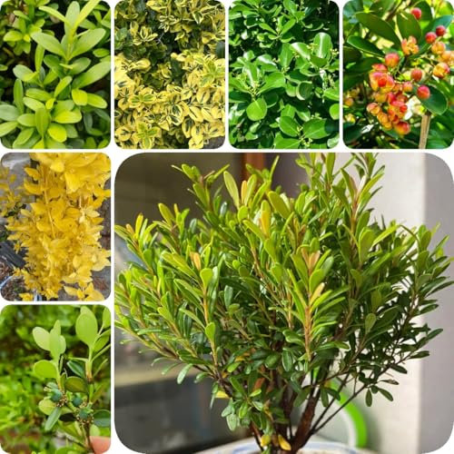200 pcs Euonymus japonicus - Buxus sinica baumsamen bäume garten winterhart Buchsbaum Samen, winterharte pflanzen für garten zimmerpflanzen echt samen, winterharte blumen gewächshaus