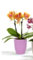 Planta natural Orquídea Phalaenopsis, en maceta de cerámica de 6 cm. Elegante planta con flores grandes y duraderas en forma de mariposa. Color enviado al azar según disponibilidad. Segura Garden.
