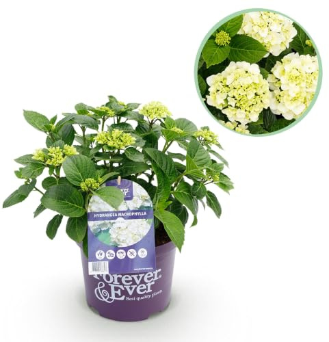 Green boutiQ - Balkonpflanze - Hortensie - Hydrangea Forever & Ever - Weiß - 7-12 Blüten - Topf 23cm Höhe 55cm