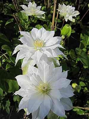 Clematis Arctic Queen TM Evitwo(N) (60-100 cm) - Waldrebe/Klematis