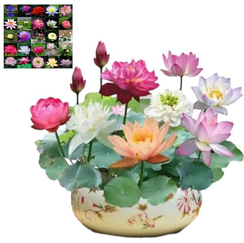 The Sacred Bonsai Bowl Lotus Flower 7 Days Germination, Bonsai Bowl Lotus Flower Seeds, Mixed Colour Flower Seeds, Beginner-Friendly Water Lotus Seeds for Kitchen Garden Pond (300pcs)