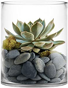 CYS Excel Jarrón cilíndrico grande de cristal transparente (altura: 30,5 cm de profundidad, 25,4 cm) para centros de mesa de huracán, pilar flotante, soporte para velas, maceta de terrario