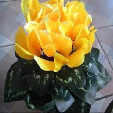 Nouvelles graines fraîches de cyclamen jaune 85 pièces