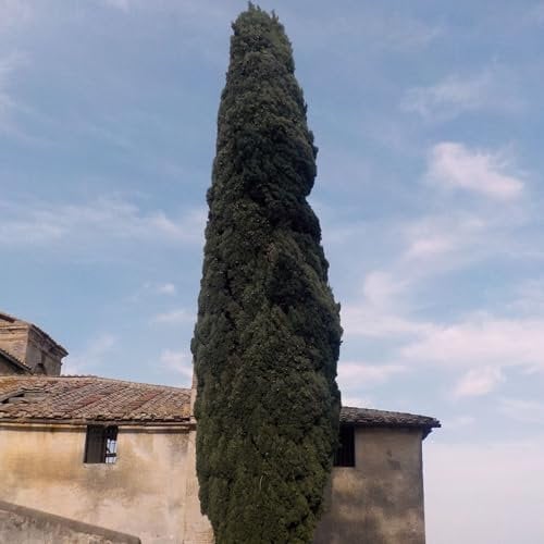 Vivai le Georgiche - Pianta vera di Cupressus sempervirens Pyramidalis - vaso Ø 18 cm