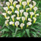 Calla-Lilienzwiebeln - sehr dekorativ, blüht im Sommer, geeignet für den Anbau im Freien, mehrjährige Grünpflanzen-4zwiebeln-Z