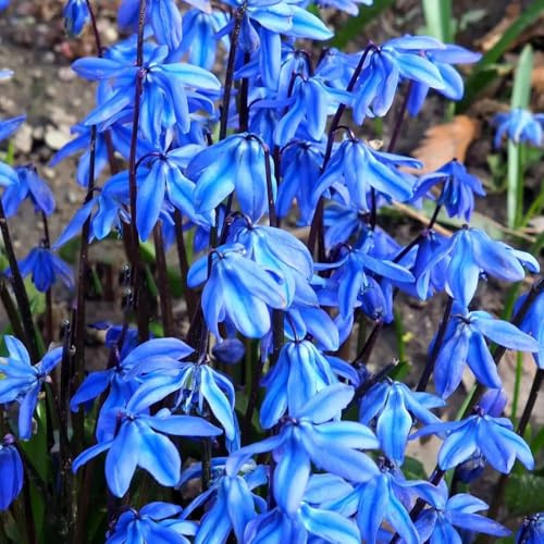 blausternchensamen topfpflanzen, frühlingsblume scilla siberica blausternchen winterhart seltene balkonpflanzen 300pcs