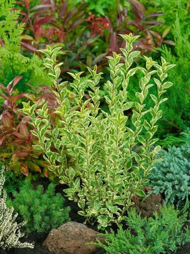 Ligustrum ovalifolium 'Argenteum' 60 cm Stammhöhe - Silber-Liguster, cremeweiße Blattränder, ideal für Hecken, winterhart, schnittverträglich