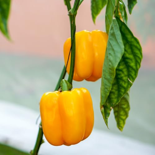 chili pflanzen samen chilisamen balkon gemüse exotische samen kräuterpflanzen chilli samen kräuter samen pflanzen garten balkonpflanzen winterhart, kräutersamen pflanzendeko pflanztopf 100pcs
